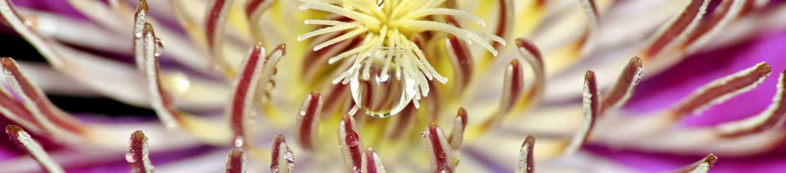 Clematis flower art photograph
