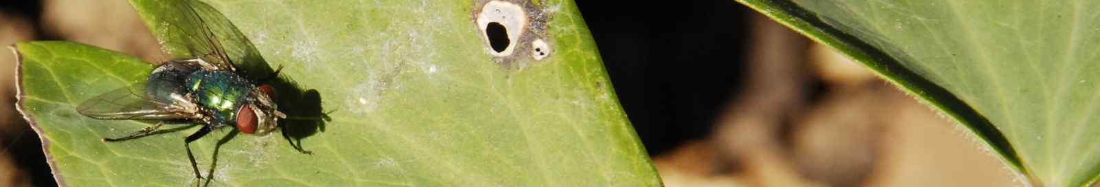 Fly on leaf