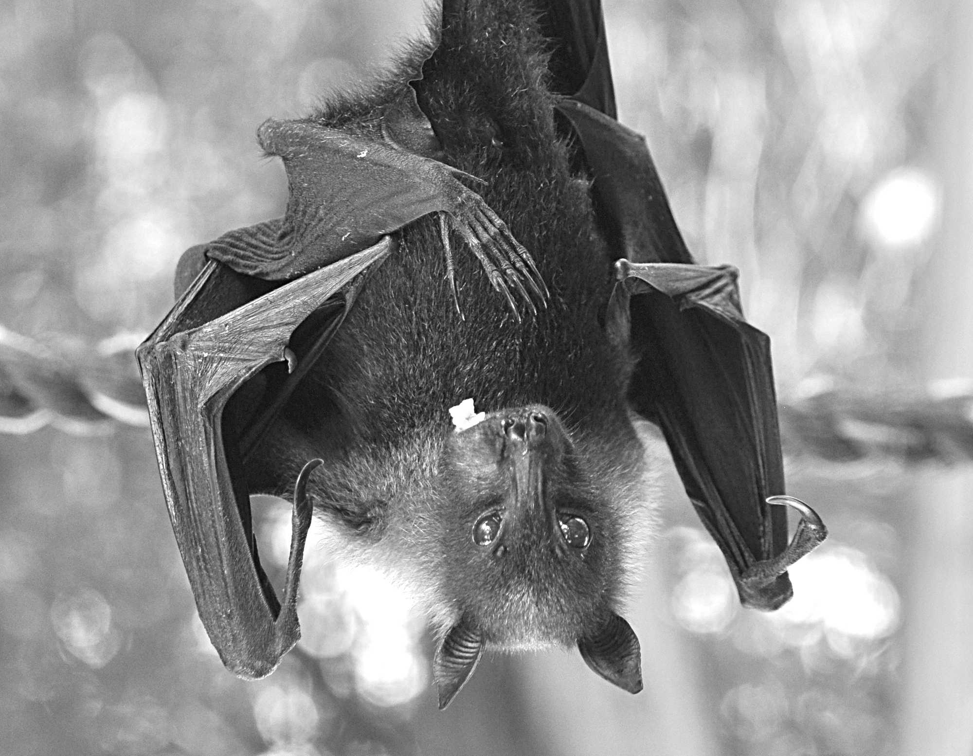 Fruit bat