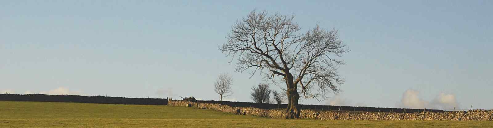 Dry stone wall and tree