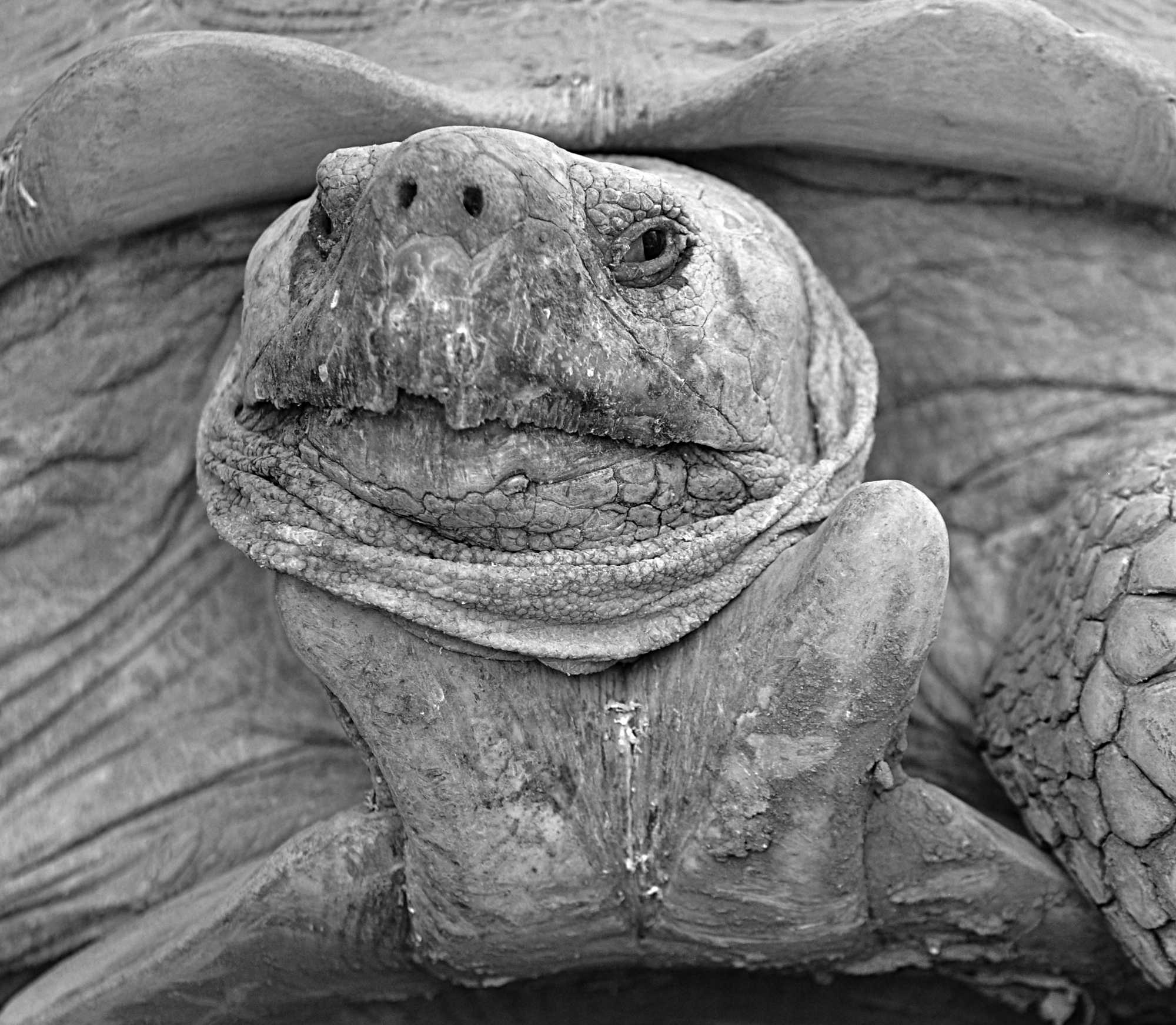 Tortoise face